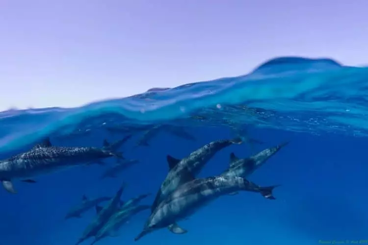 voyage égypte mer rouge dauphins