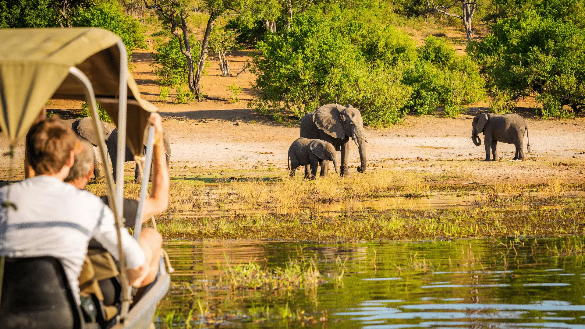observation elephants safari afrique australe