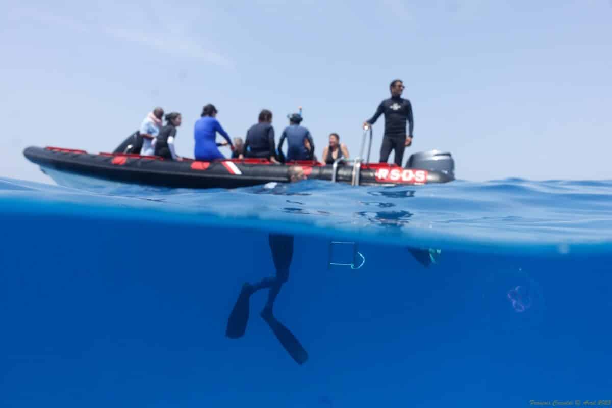 Nager avec les dauphins eau transparente