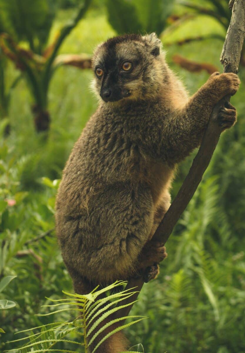 randonnées guidées dans la forêt tropicale du costa rica lémurien