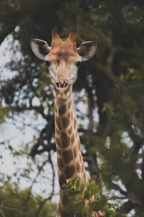 safari afrique prix girafe