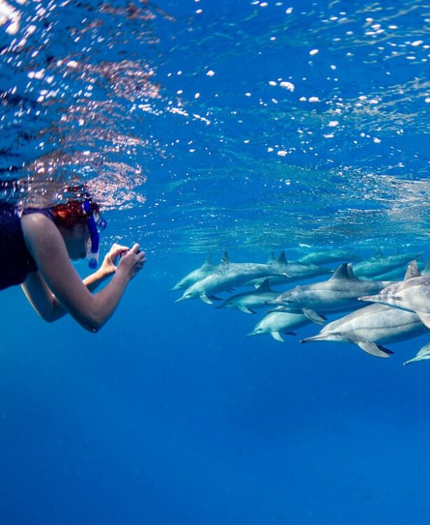snorkeling égypte dauphins sauvages