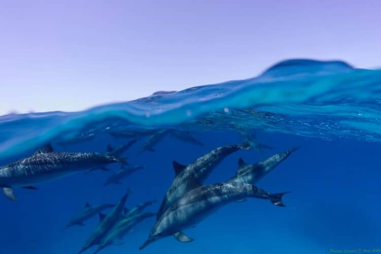 voyage égypte mer rouge dauphins
