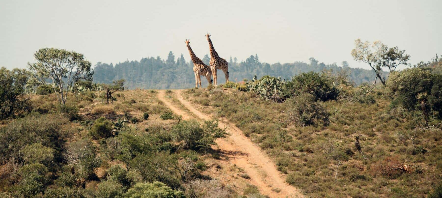 safari observation girafes paysage africain
