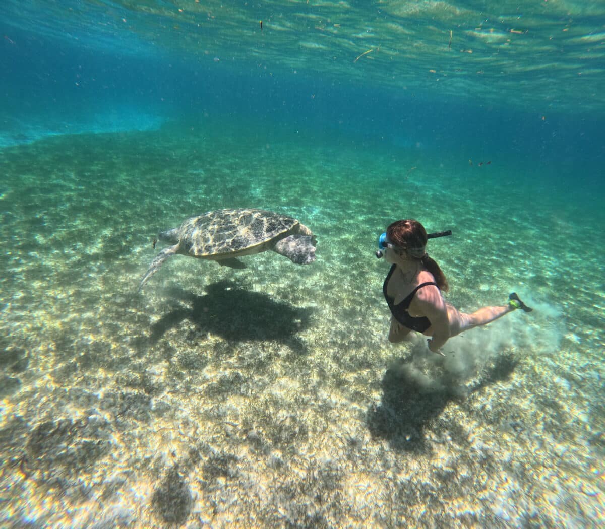 Un plongeur nageant à côté d'une tortue marine dans les eaux limpides de Madagascar.