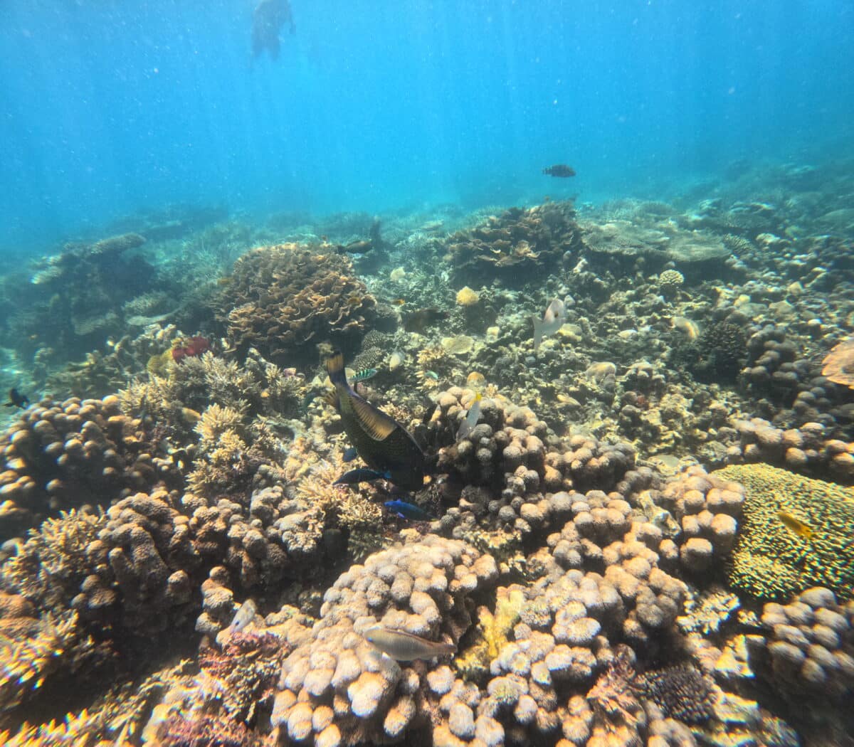 Récif corallien vibrant avec une vie marine abondante à Madagascar.