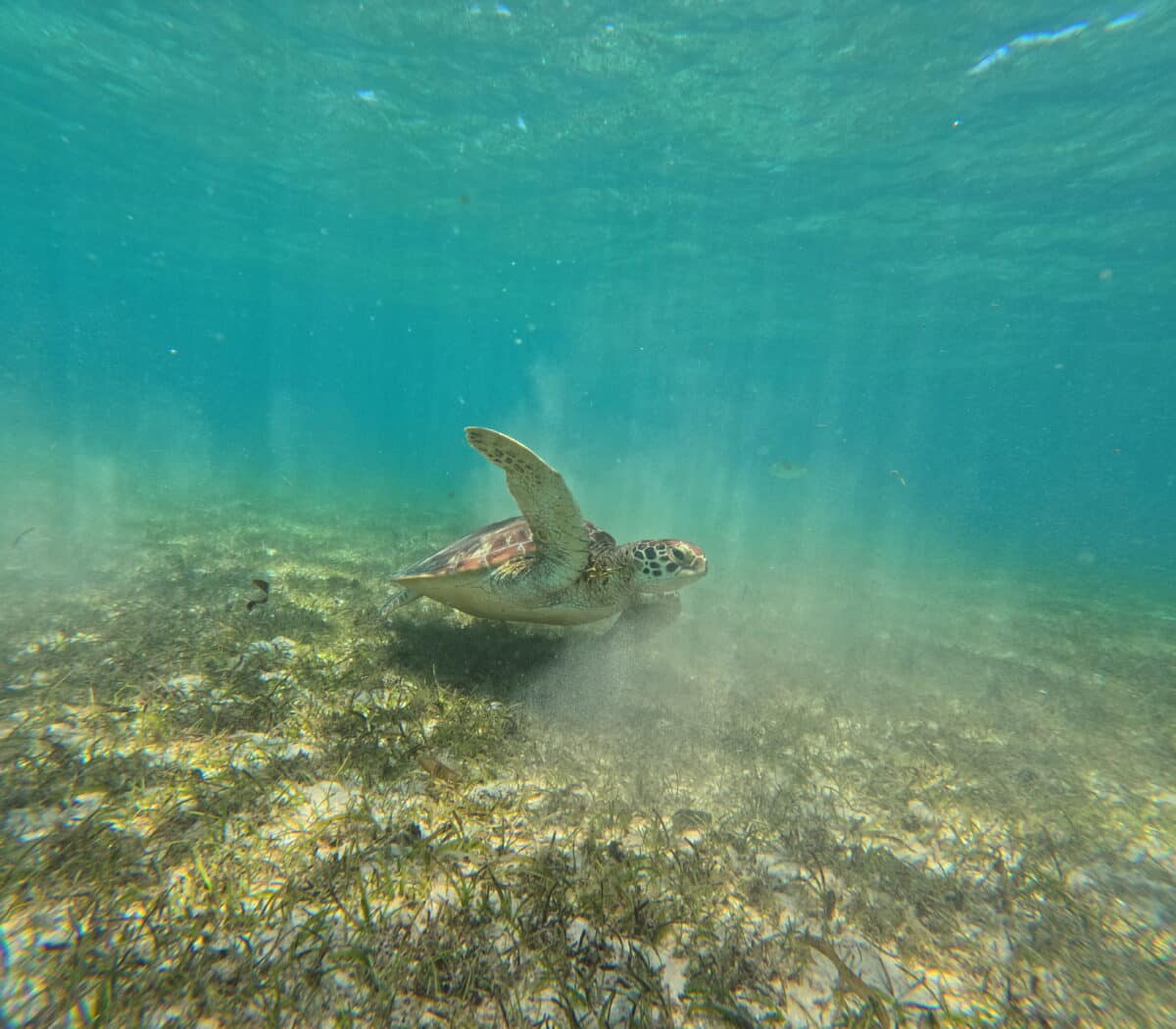 Une plongeuse nage aux côtés d'une tortue marine dans les eaux claires de Madagascar.