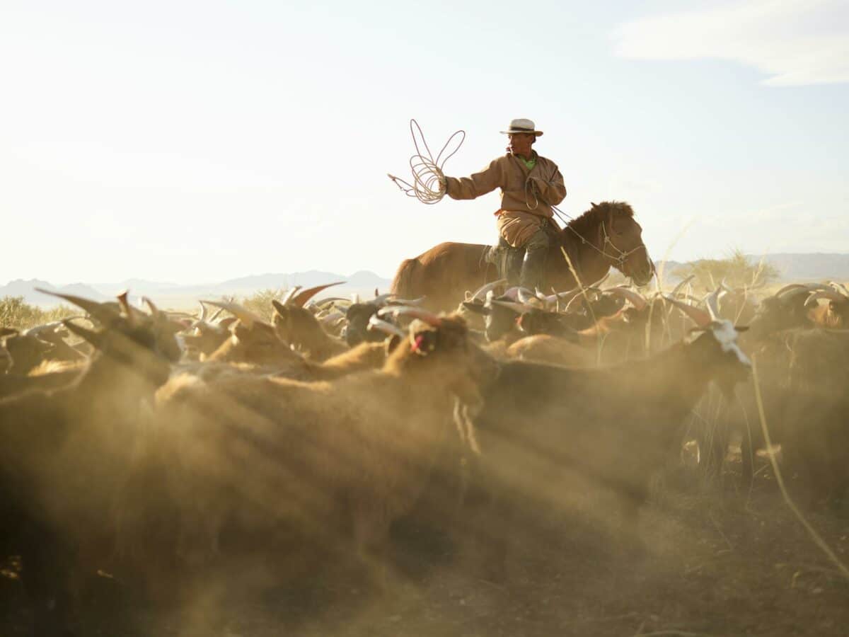 Berger mongol rassemblant des chèvres au coucher du soleil