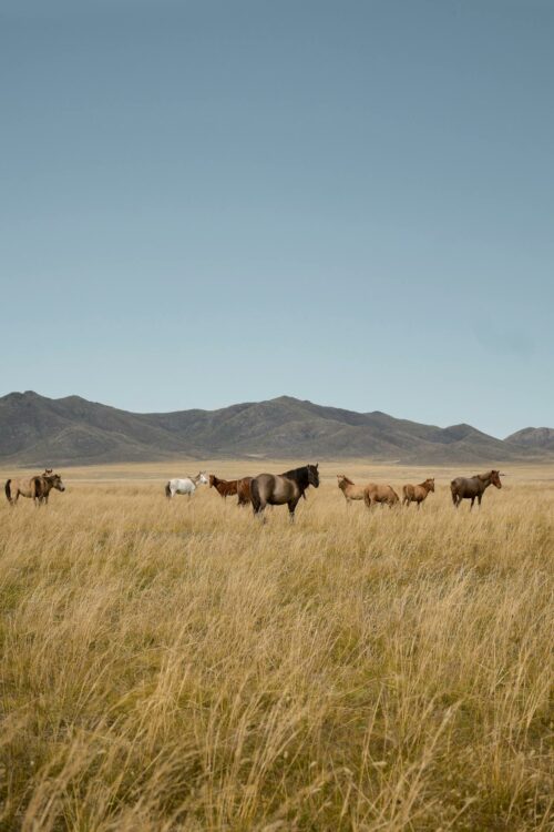 Chevaux en liberté dans l'immense steppe mongole