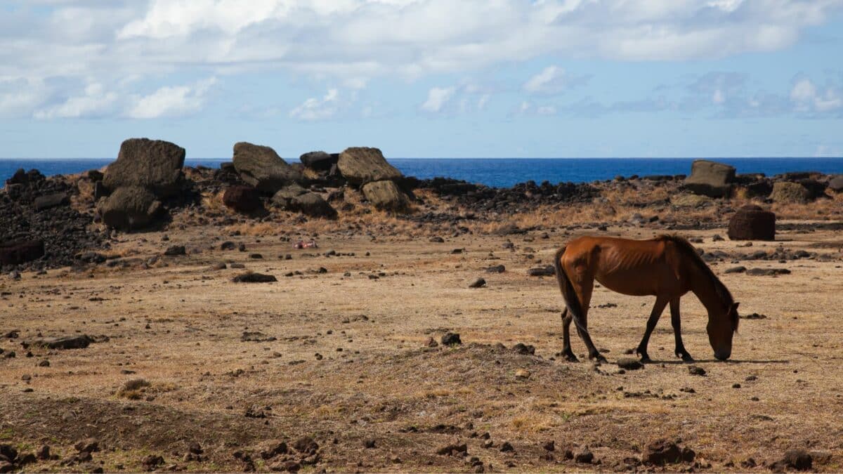 Cheval sauvage sur le site archéologique de Rapa Nui