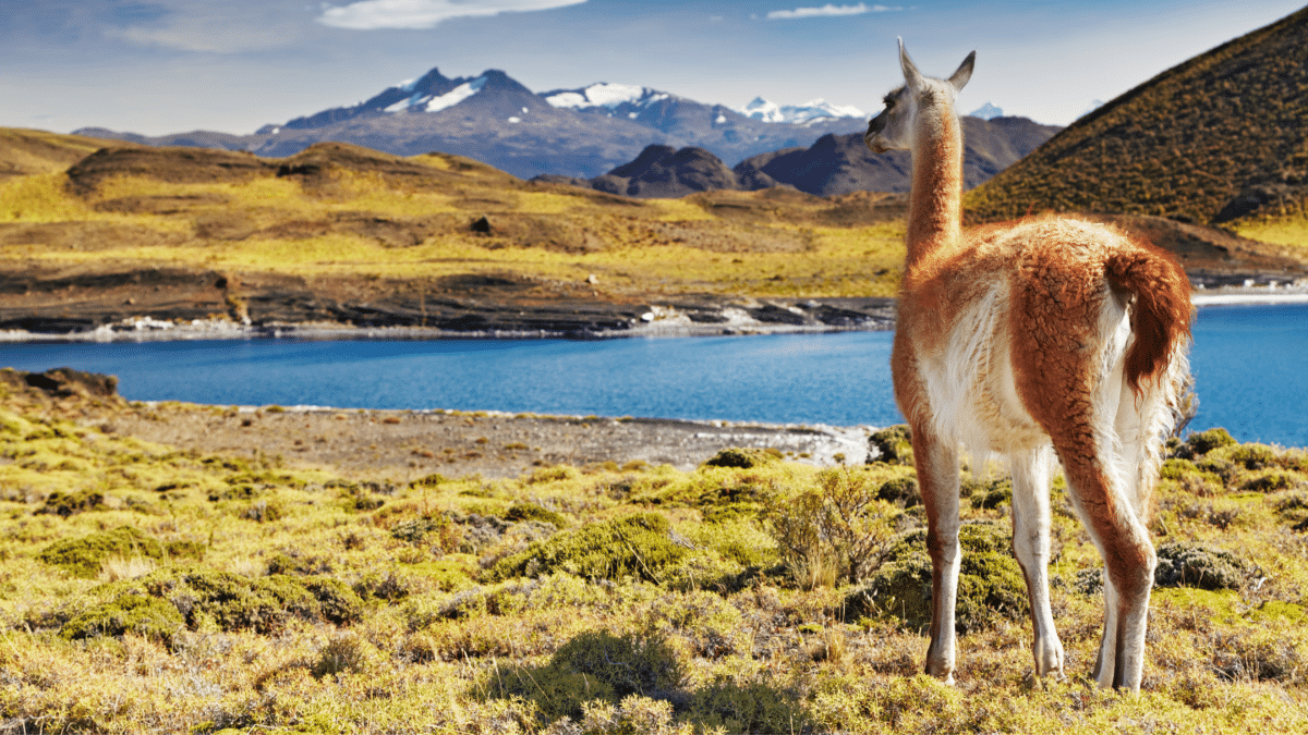 Lama regardant un paysage montagneux près d'un lac en Patagonie, Chili.