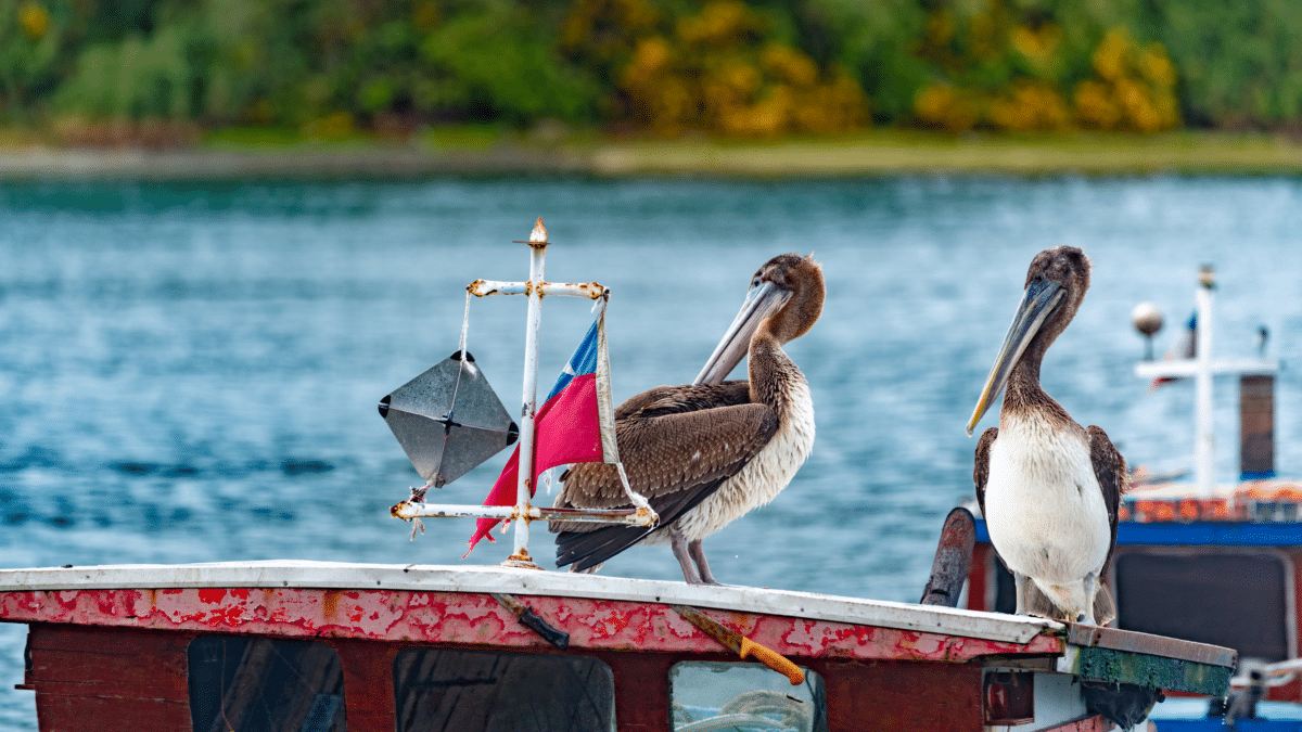 Deux pélicans sur un bateau à Chiloé