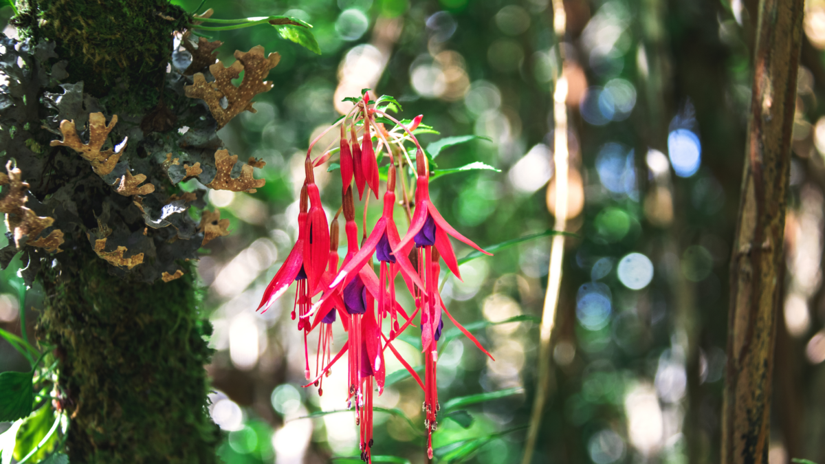 Fleur rouge et violette native dans la forêt de Chiloé