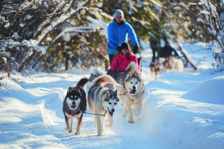 Excursion en traîneau à chiens dans les paysages enneigés du Canada