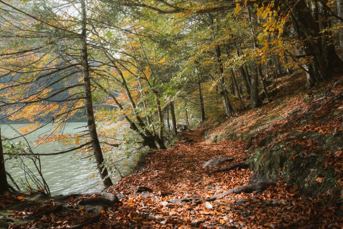 Sentier forestier bordé d'arbres en automne près d'un lac.