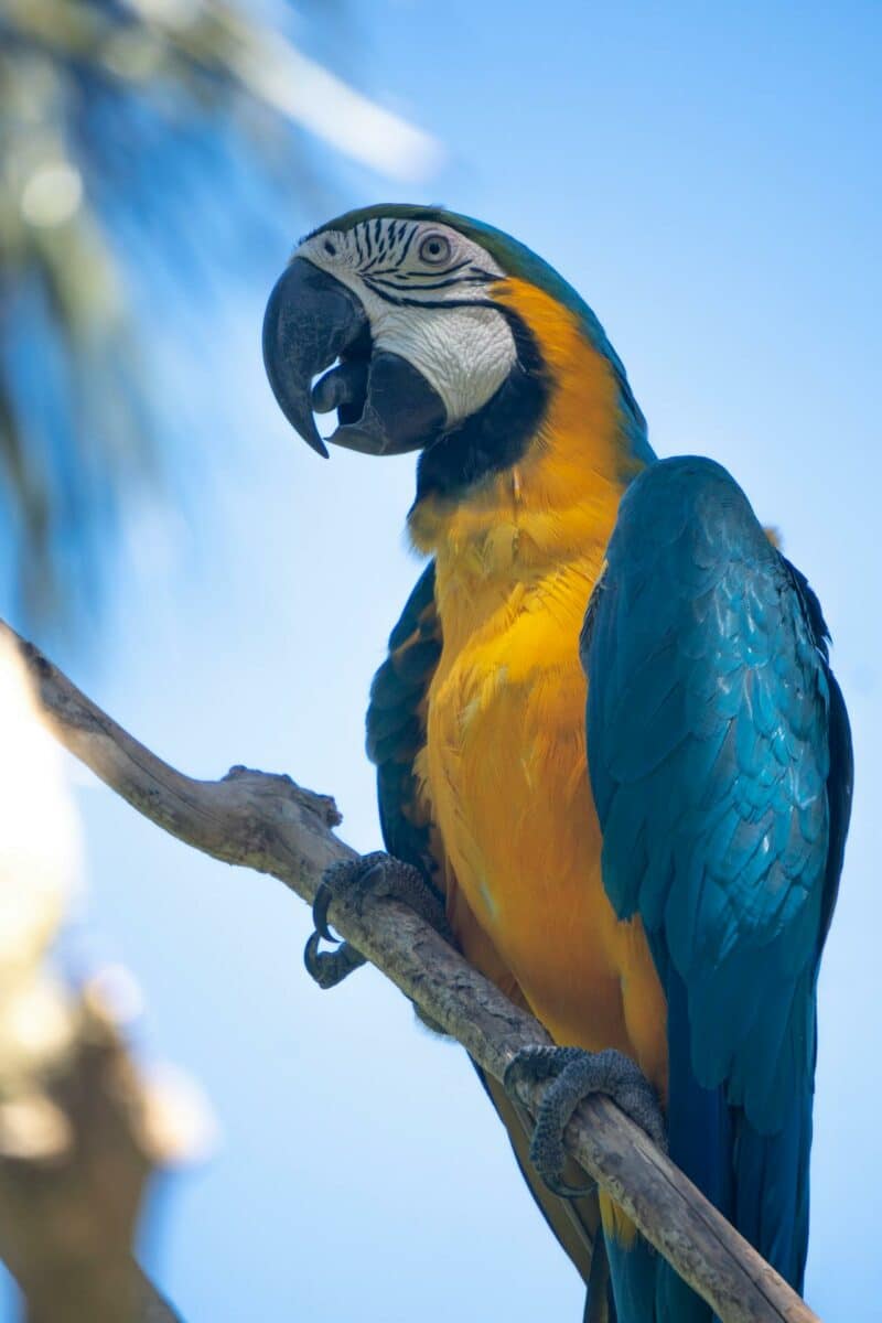 Perroquet coloré perché sur une branche dans la jungle de Bali