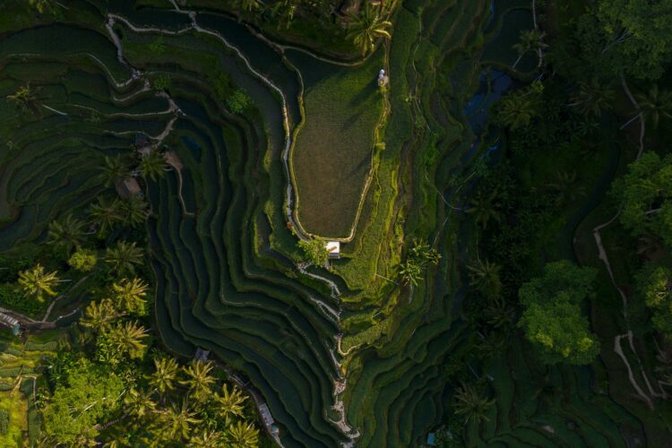 Vue aérienne des célèbres rizières en terrasses de Tegallalang à Bali, entourées de palmiers.