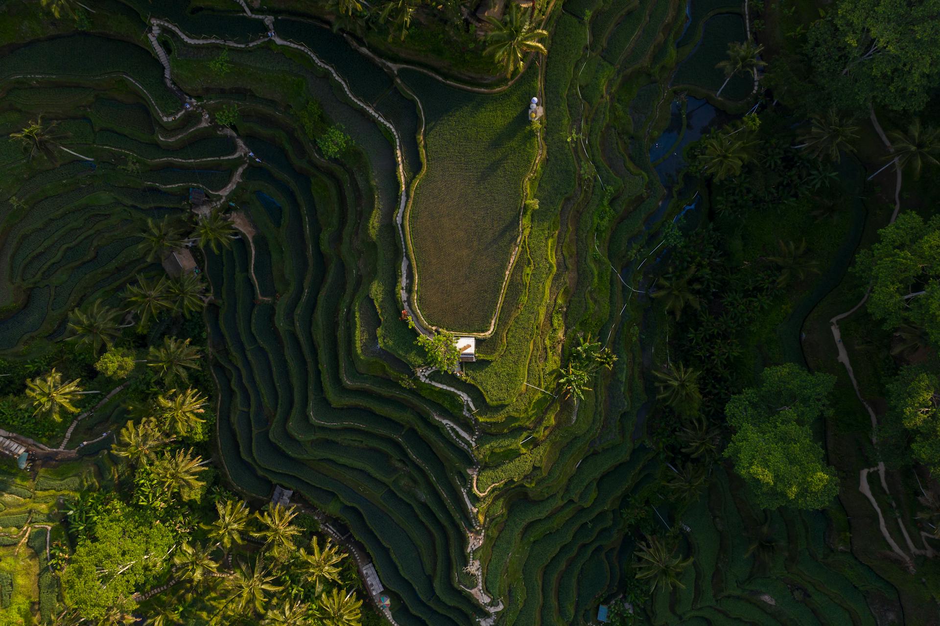 Vue aérienne des célèbres rizières en terrasses de Tegallalang à Bali, entourées de palmiers.