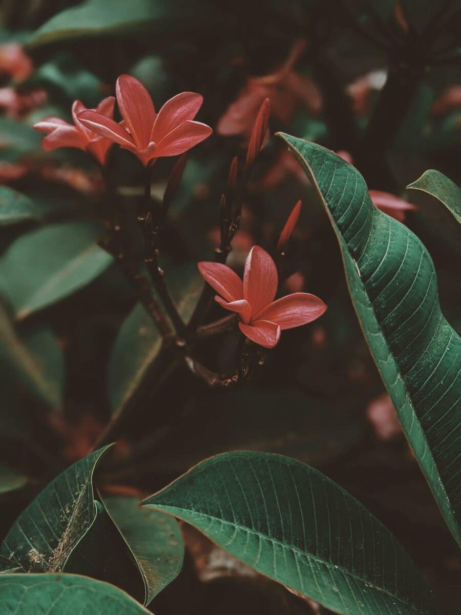 Gros plan sur des fleurs de frangipanier roses vives avec des feuilles vertes profondes à Bali.