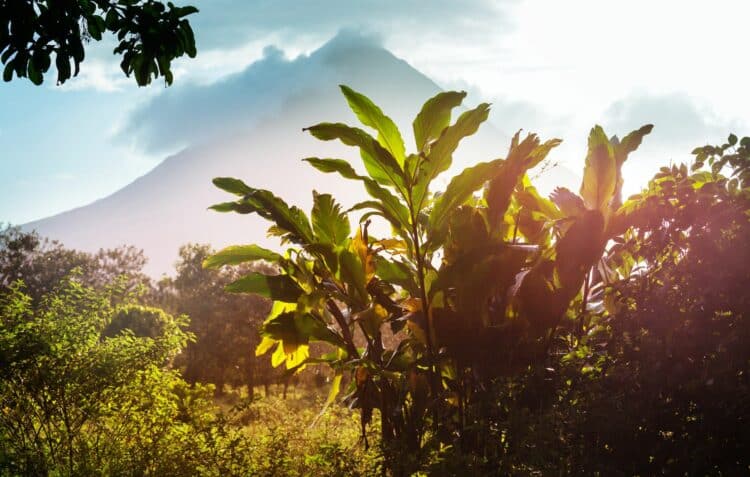 Vue imprenable sur la forêt tropicale luxuriante du Costa Rica