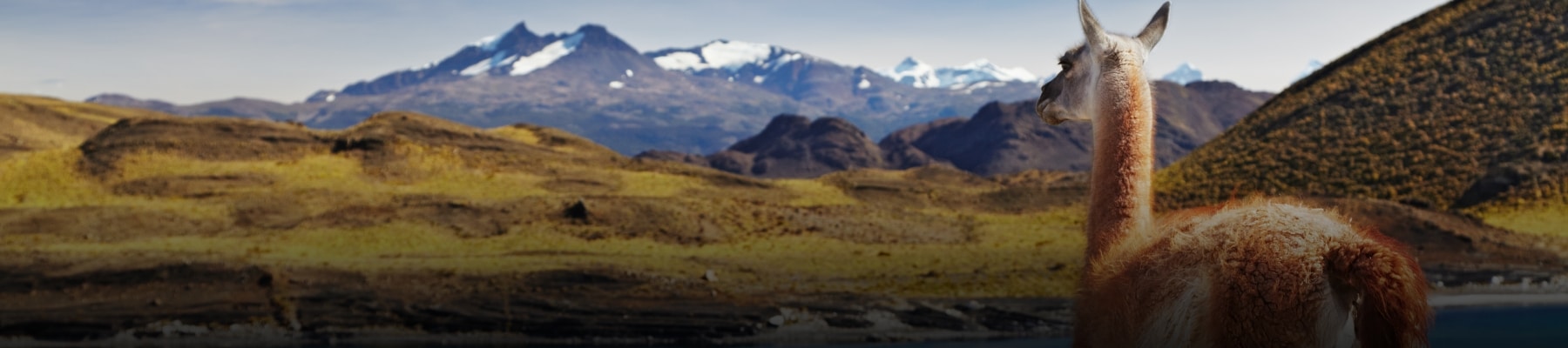 Lama observant les vastes montagnes de la Patagonie au Chili avec des sommets enneigés en arrière-plan.