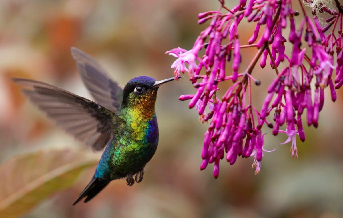 Colibri coloré butinant une fleur rose éclatante dans la forêt tropicale du Costa Rica.