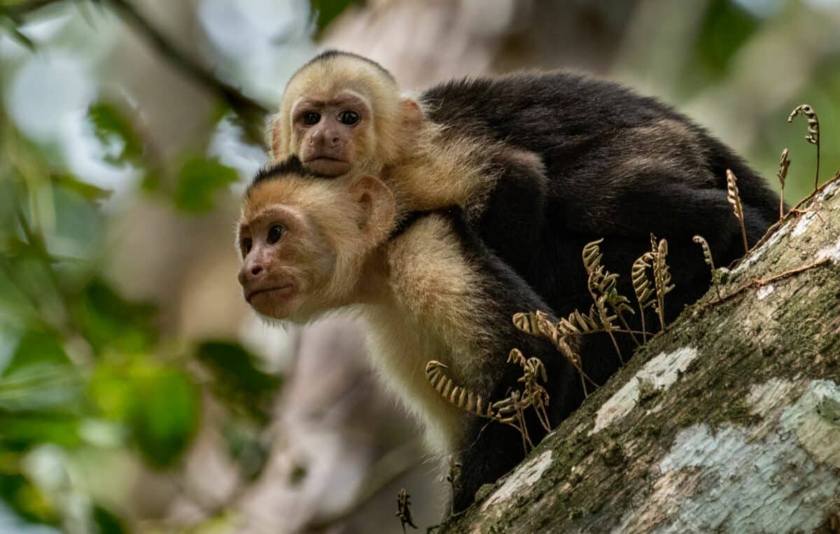 Singes capucins dans les arbres de la jungle costaricienne, une mère et son petit sur son dos.