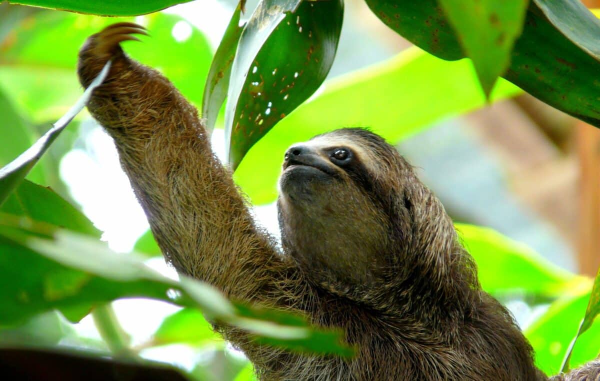 Paresseux accroché à une branche, se déplaçant lentement dans la canopée de la jungle.