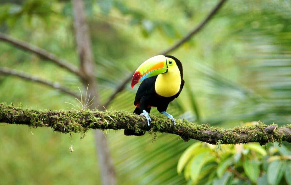 oucan avec un bec jaune et rouge vif posé sur une branche moussue dans la forêt tropicale costaricienne.