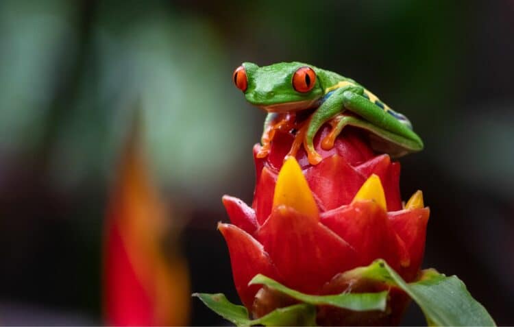 Grenouille aux yeux rouges posée sur une fleur tropicale rouge éclatante dans la jungle costaricienne.