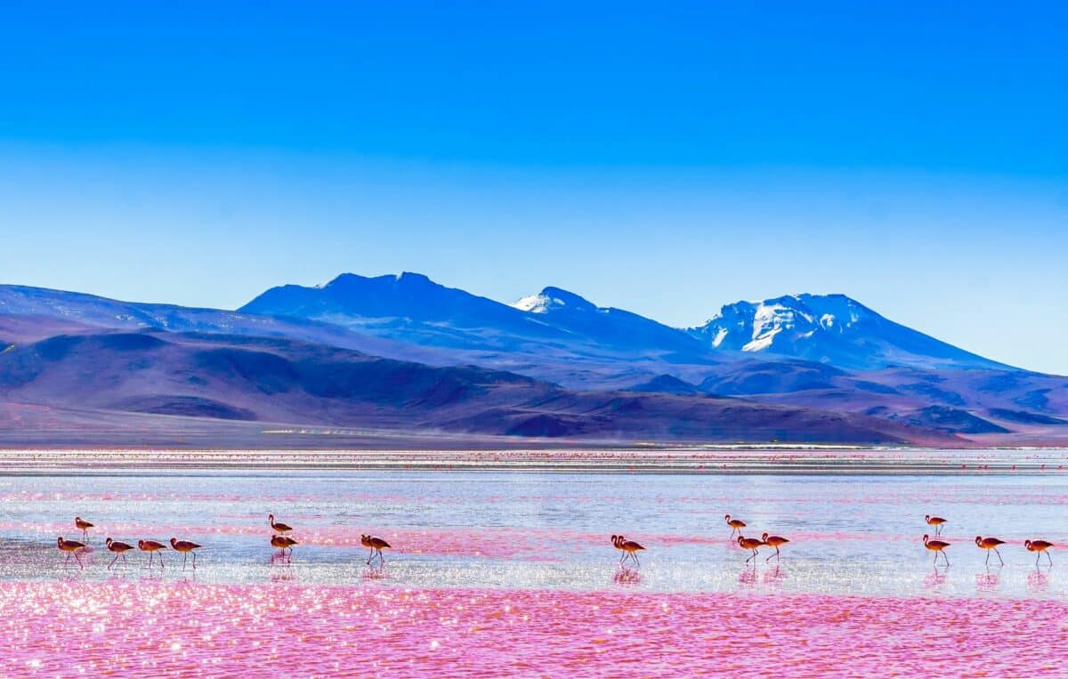 Flamants roses se nourrissant dans les eaux vibrantes de la Laguna Colorada.