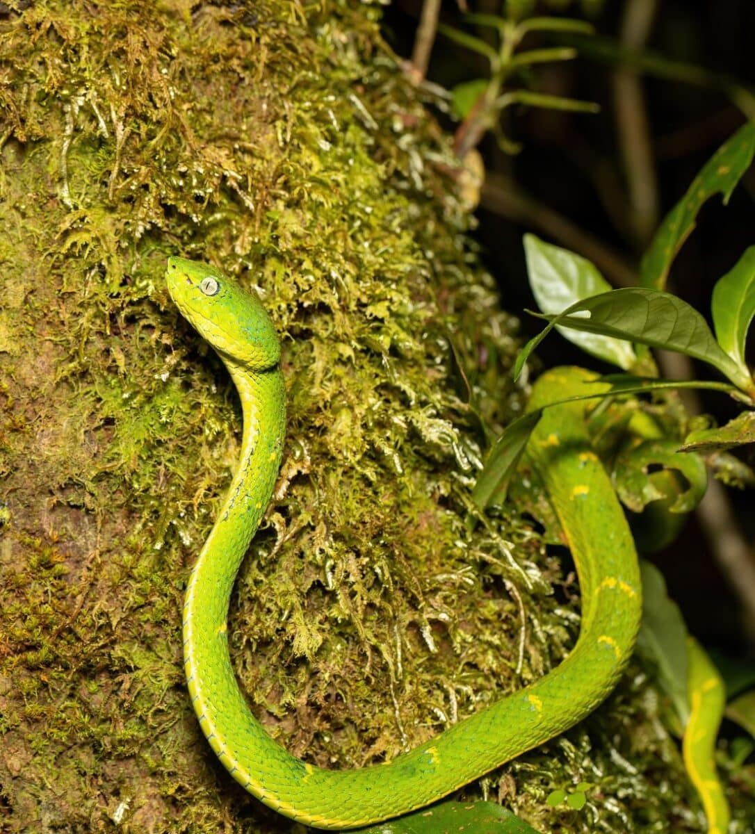 Serpent vert sur un tronc d’arbre dans la forêt tropicale de Monteverde.