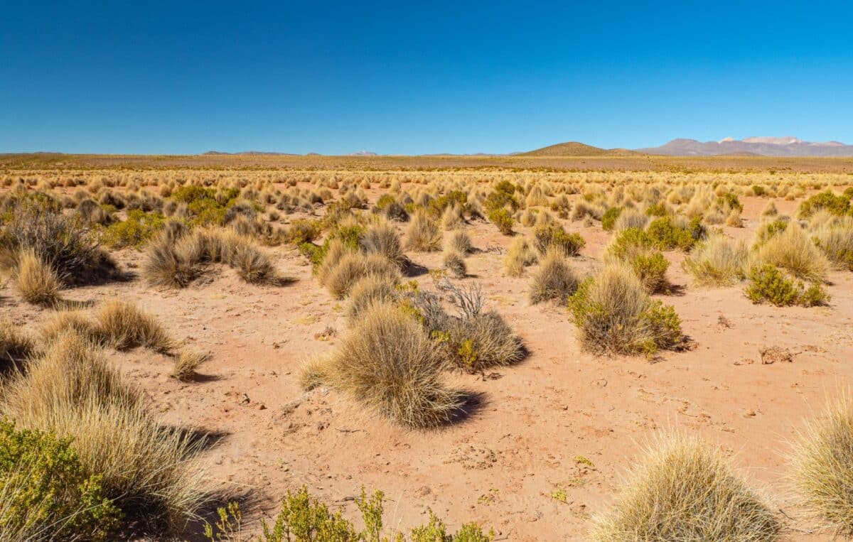 Végétation aride de l'Altiplano en Bolivie