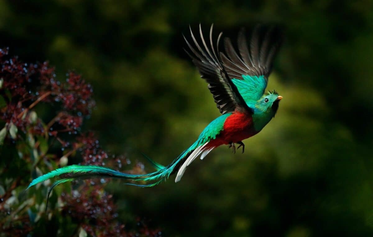 Quetzal resplendissant en vol