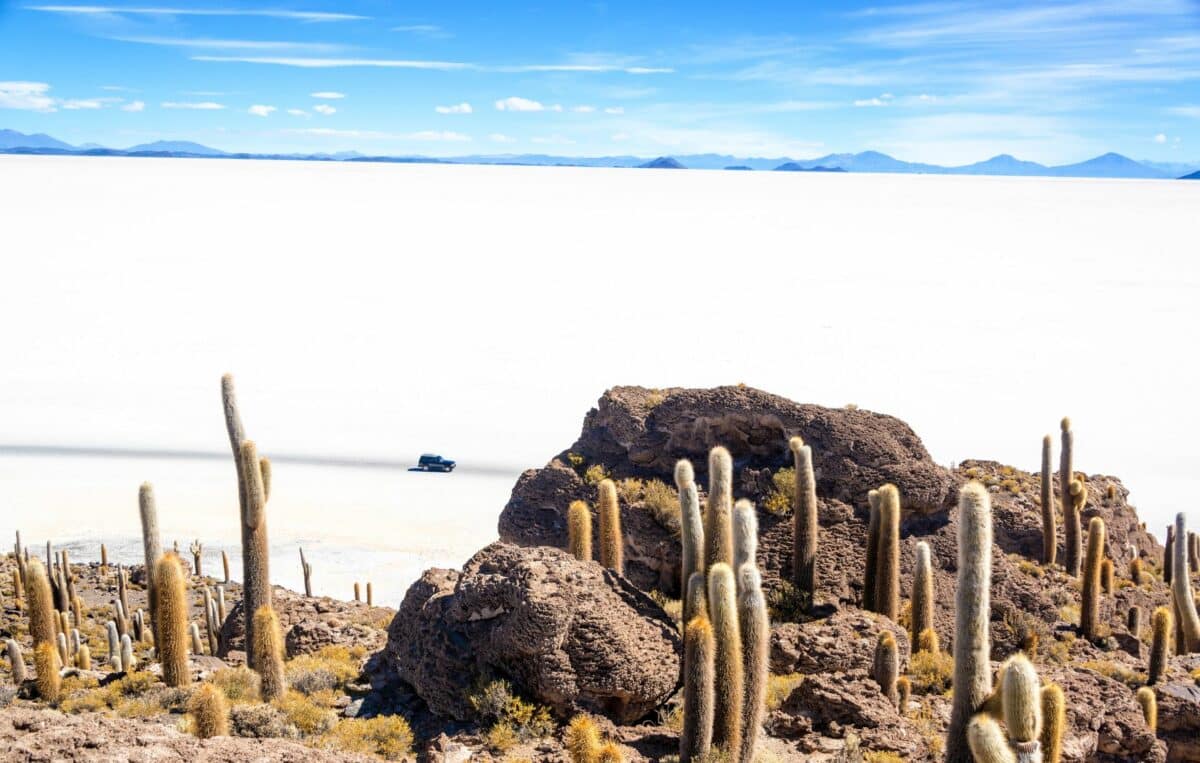 Cactus sur l'île d'Incahuasi avec l'immense étendue blanche du Salar d'Uyuni en arrière-plan.