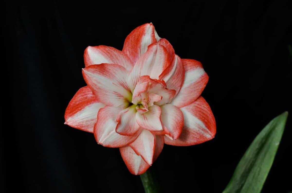 Fleur d’amaryllis rouge et blanche sur fond noir