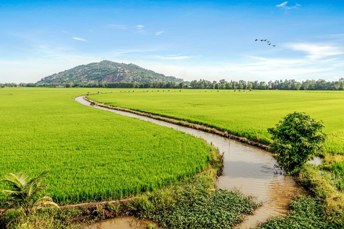 Rizière et petit canal dans la campagne cambodgienne