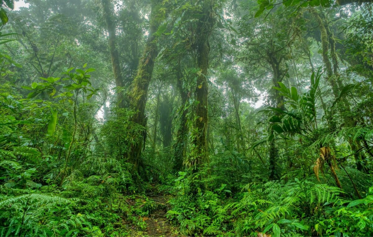 Forêt tropicale nuageuse de Monteverde, Costa Rica.