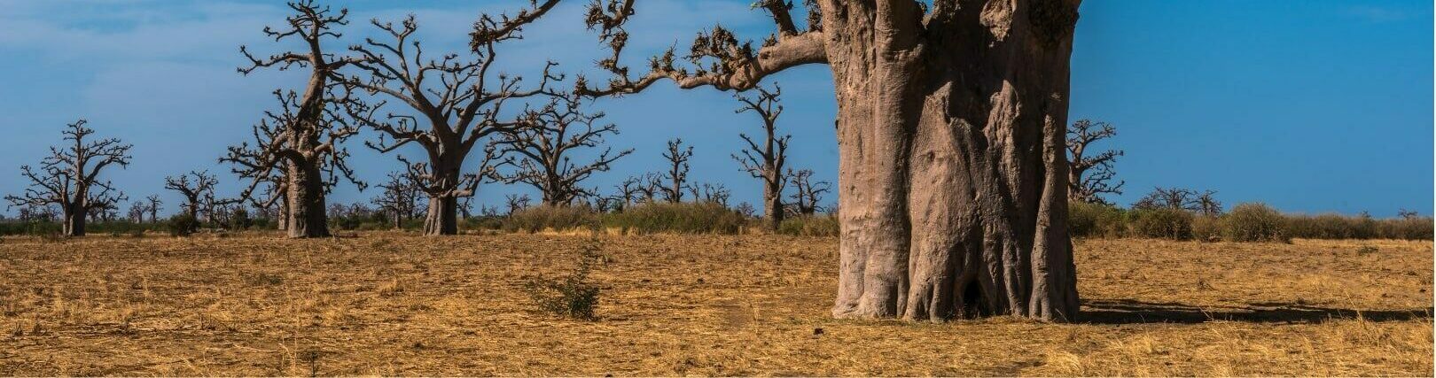 Un majestueux baobab sur fond de ciel bleu.