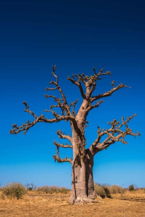 Baobab majestueux sous un ciel bleu dans la région du Siné Saloum, Sénégal.