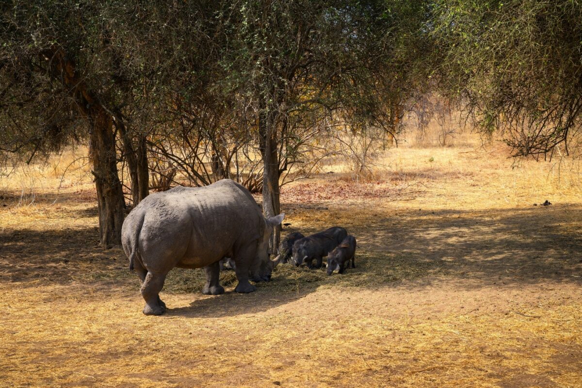 Rhinocéros et phacochères sous des arbres à la réserve de Bandia