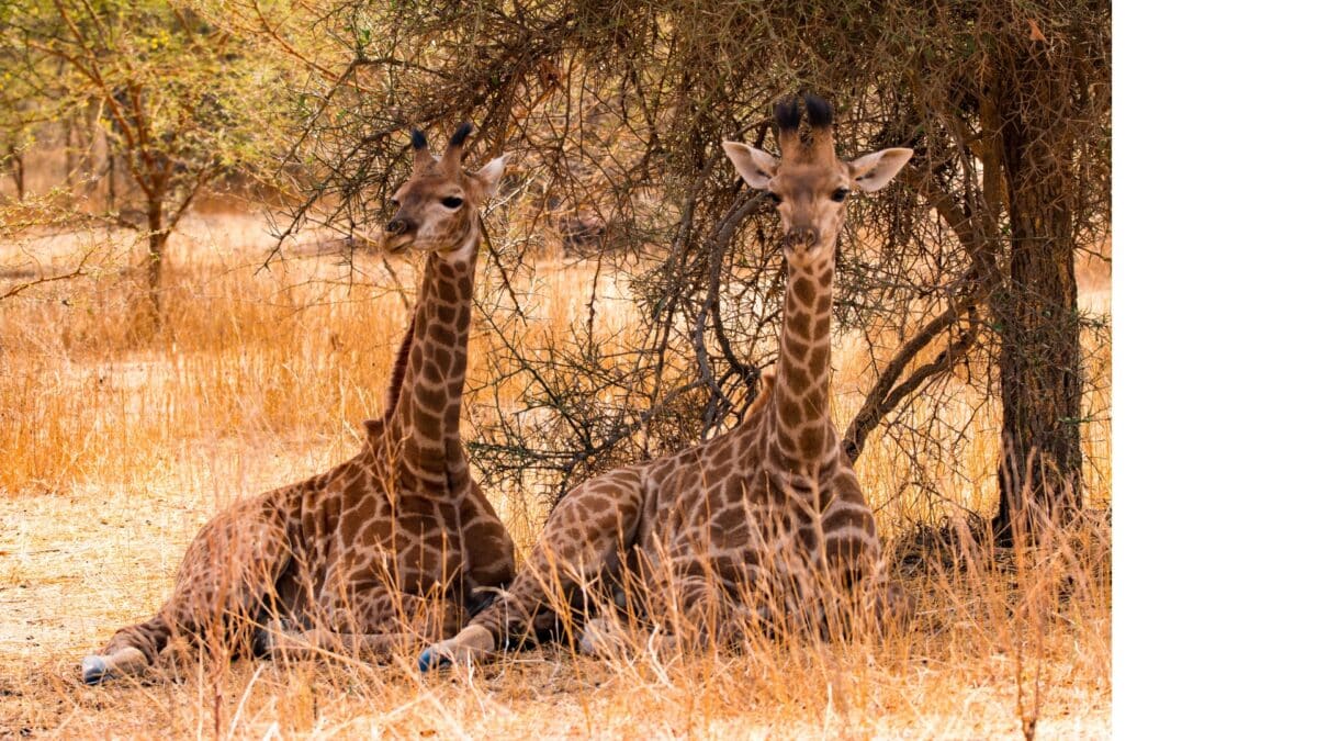 Deux girafes assises dans la réserve de Bandia au Sénégal