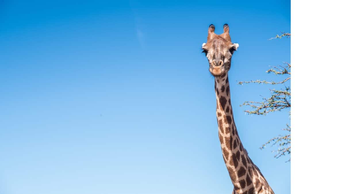 Girafe curieuse observant depuis la réserve de Bandia