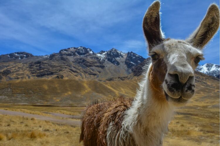 Lama curieux en premier plan avec les montagnes enneigées de l’Altiplano péruvien en arrière-plan.