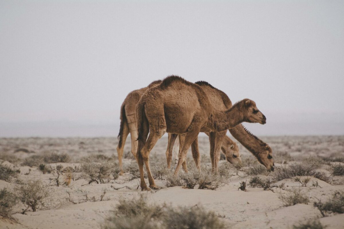 Trois chameaux broutant dans les étendues désertiques de Dakhla, Maroc.